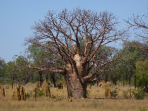 Australië - Baobab