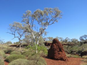 Australië - termietenhoop