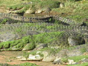 Australië - krokodillen