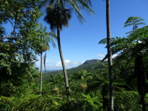 Vanuatu - regenwoud