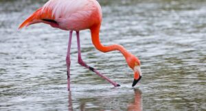 Ecuador - Galápagos - flamingo