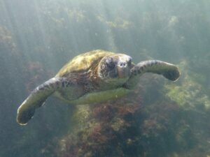 Ecuador - Galápagos - schildpad