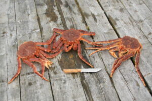 Kamchatka - King crab