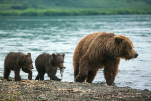 Kamchatka - beer met jongen