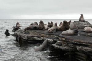 Kamchatka - zeeleeuwenkolonie