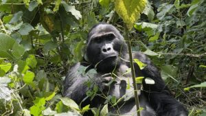 Oeganda - gorilla