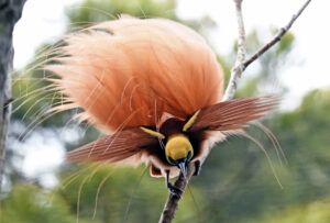Papoea Nieuw Guinea - vogel