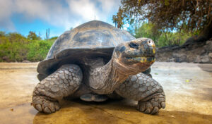 Ecuador - Galápagos - schildpad