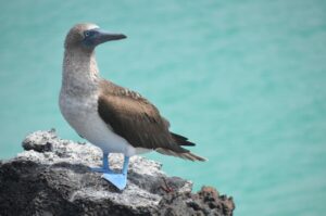 Ecuador - Galápagos - vogel
