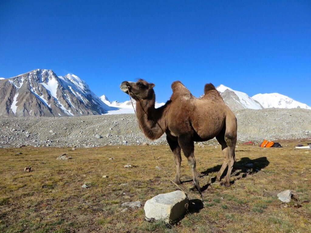 Mongolië - kameel